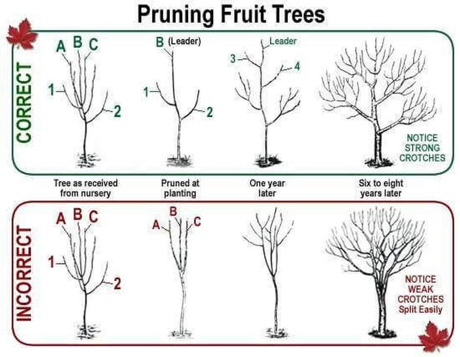 example of correct pruning