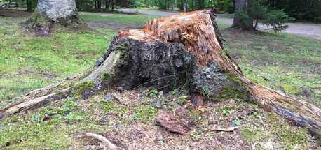 ugly stump