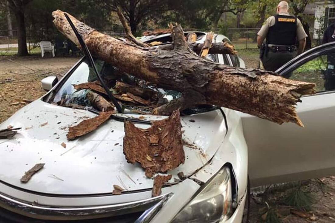 dead tree branch on car