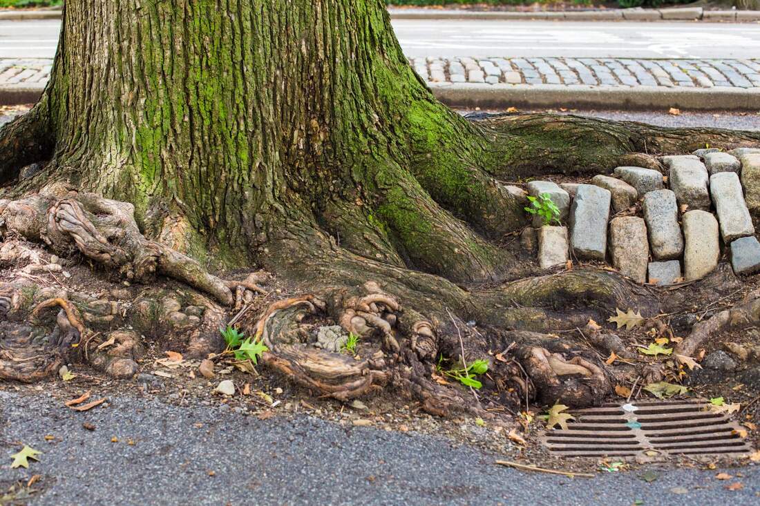 tree roots sidewalk